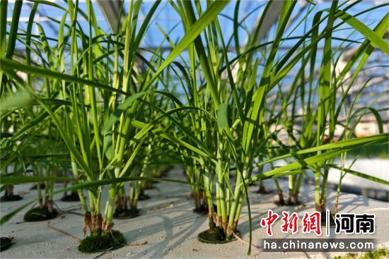 �D��ˮ��²ˡ���ʿ�� �z