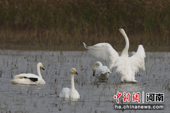 �D������Z��ˮ�����ґ��������� �z