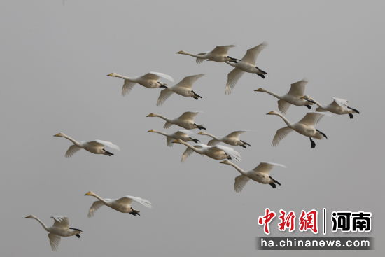 �D������Z�ڿ����w�衣������ �z