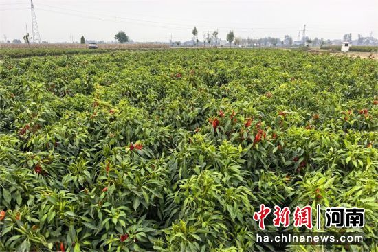 �D������(zh��n)���g������