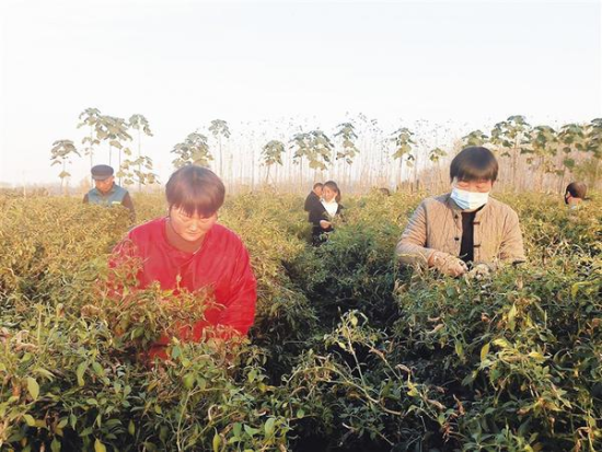 �D��Ⱥ���ڲ�ժ������